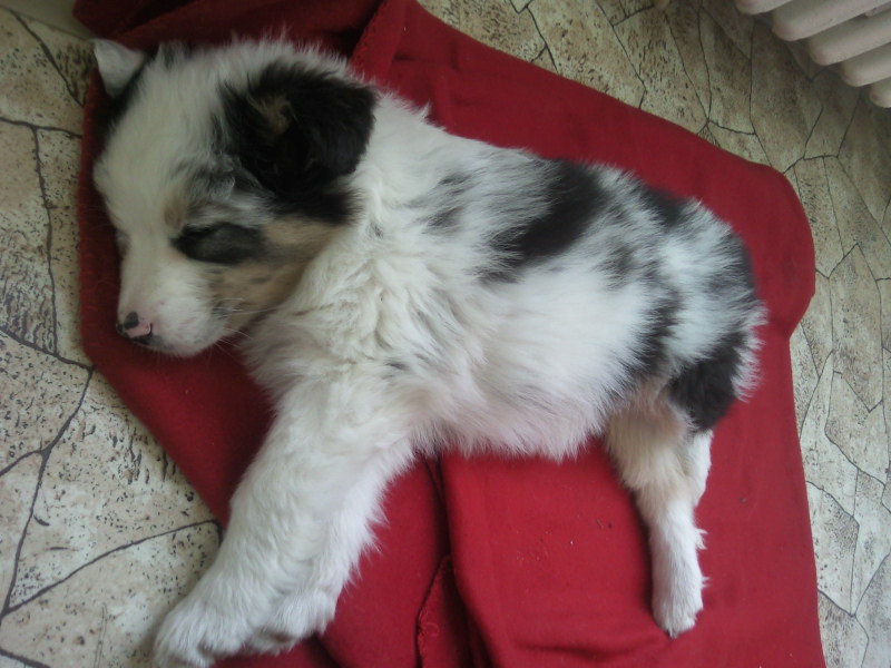 zlatíčko